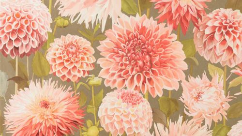 Dahlia  112845